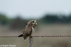 Hibou des marais