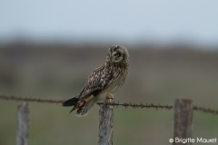 Hibou des marais