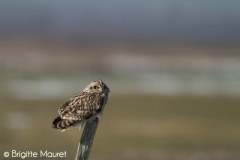 Hibou des marais