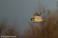 Hibou des marais