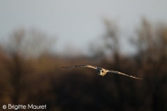 Hibou des marais