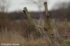 Hibou des marais