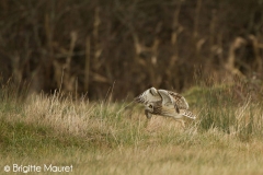 Hibou des marais