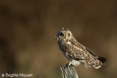 Hibou des marais