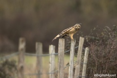 Hibou des marais