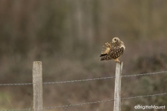 Hibou des marais