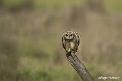 Hibou des marais