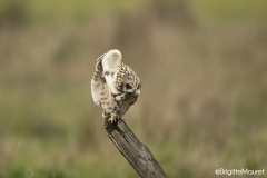 Hibou des marais