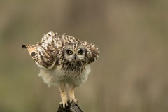 Hibou des marais