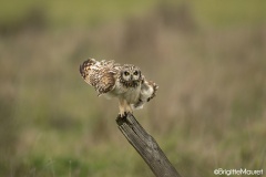 Hibou des marais