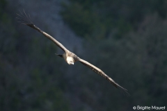 Vautour fauve
