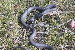 Couleuvre à collier, Natrix natrix