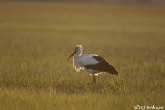 Cigogne blanche