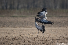 Grues cendrées