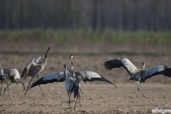 Grues cendrées