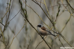 Rémiz penduline