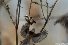 Rémiz penduline