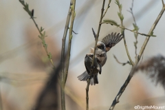 Rémiz penduline