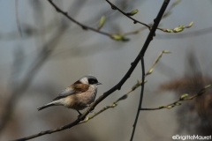 Rémiz penduline