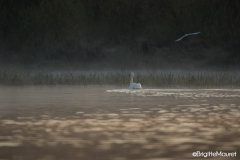Cygne tuberculé