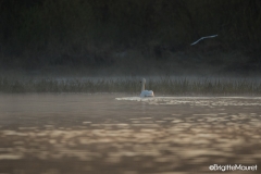 Cygne tuberculé