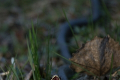 Couleuvre à collier