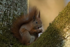 Ecureuil roux