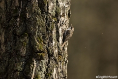 Grimpereau des bois