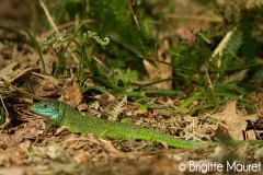 Lézard vert